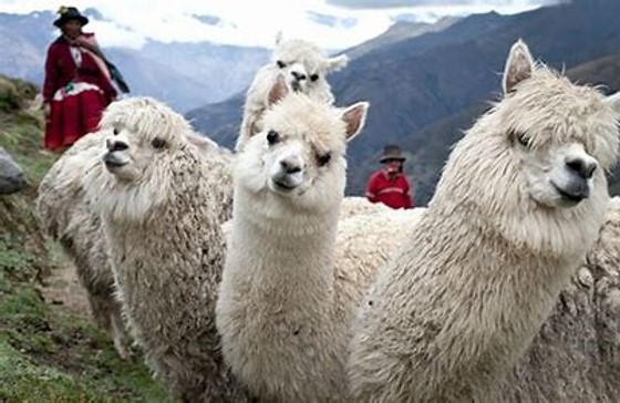 Knitting Around the World – South America – Knitting Guild of the Desert