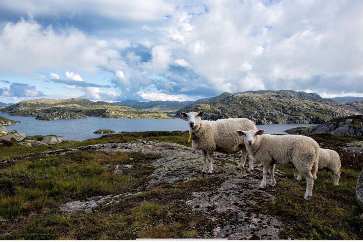 Knitting Around the world Norway Knitting Guild of the Desert
